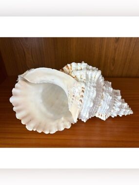 Large Natural White Conch Sea Shell